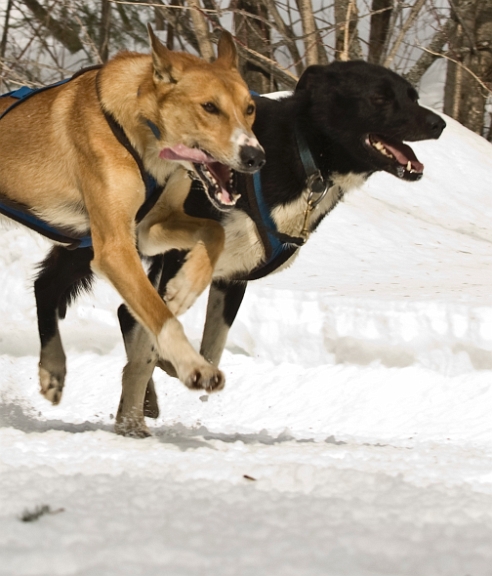 2009-03-14, Competition de traineaux a chiens au Bec-scie (131530).jpg - Dans le parcours